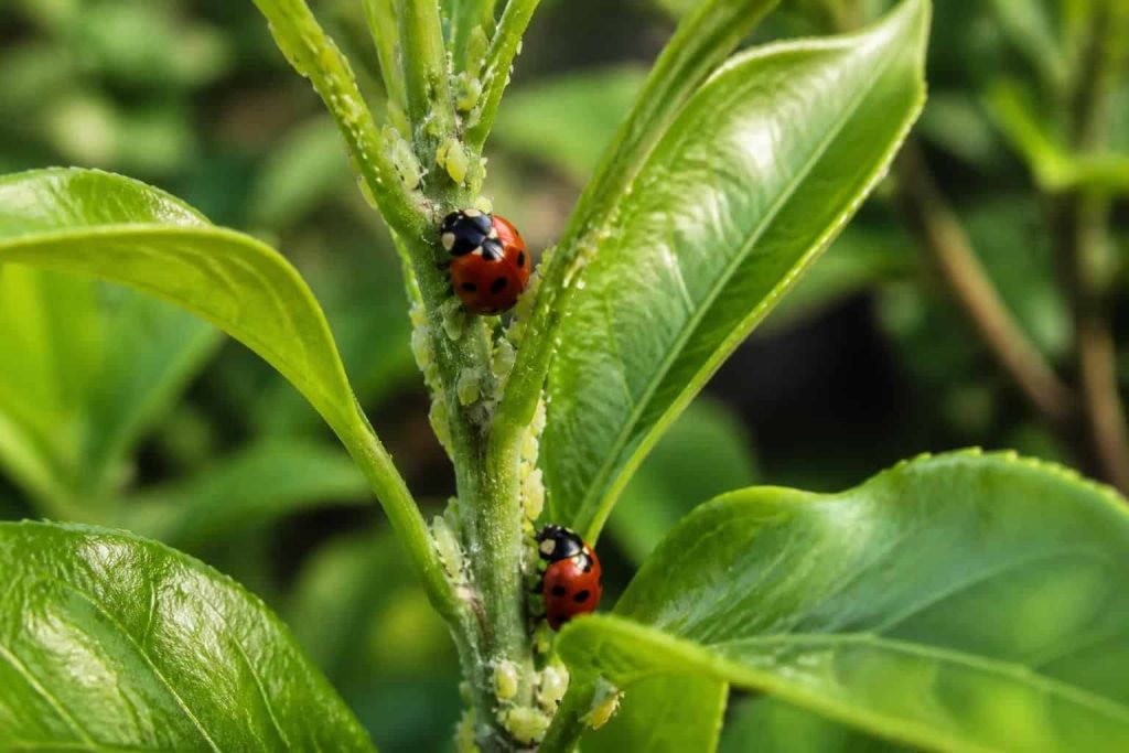 découvrez comment l'association des coccinelles dans la lutte biologique permet de contrôler efficacement les populations de pucerons, favorisant un jardinage naturel et écologique.