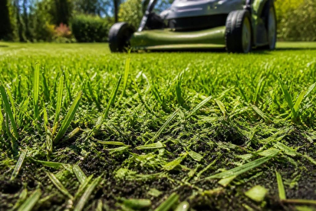 découvrez comment la tonte mulching améliore l'apport naturel d'azote au gazon pour un gazon plus vert et en meilleure santé.