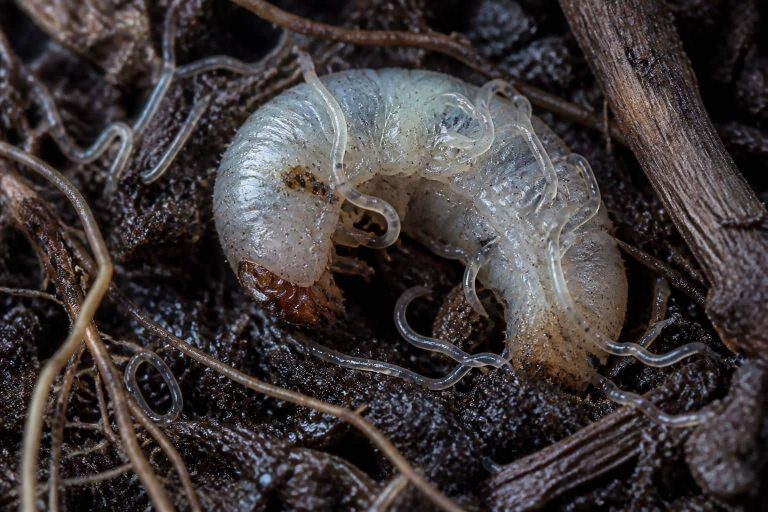découvrez comment les nématodes jouent un rôle essentiel dans l'éradication naturelle des larves de vers blancs, offrant une solution écologique et efficace pour protéger vos cultures.