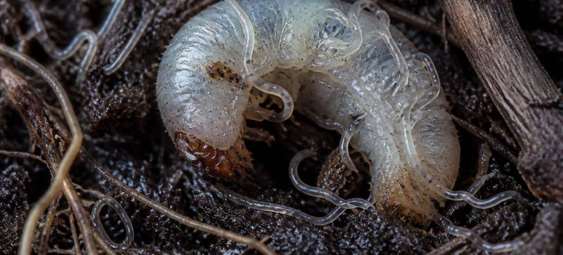 découvrez comment les nématodes jouent un rôle essentiel dans l'éradication naturelle des larves de vers blancs, offrant une solution écologique et efficace pour protéger vos cultures.