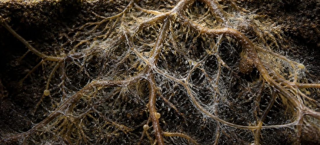 découvrez comment la mycorhize améliore la captation des nutriments par les racines, favorisant la croissance et la santé des plantes grâce à une symbiose naturelle.